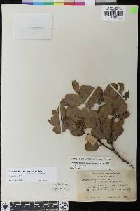 Arctostaphylos glandulosa subsp. crassifolia image