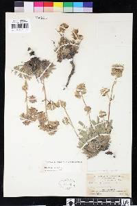 Phacelia corymbosa image