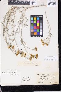 Eriophyllum jepsonii image