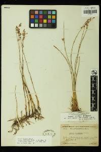 Juncus mexicanus image