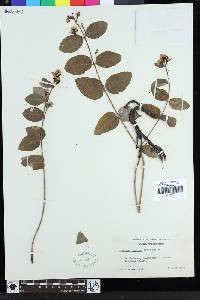 Apocynum androsaemifolium image