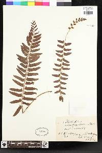 Polystichum acrostichoides image