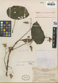 Image of Begonia stenotepala