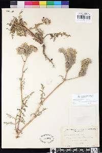 Phacelia tanacetifolia image