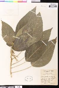 Acalypha villosa image