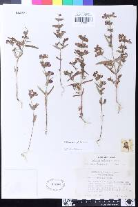 Collinsia heterophylla image