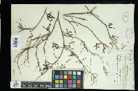 Amyema linophylla image