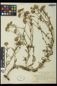 Eriophyllum confertiflorum image