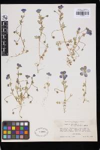 Nemophila menziesii image