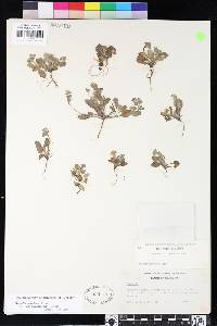 Phacelia insularis var. continentis image