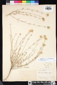 Monardella linoides subsp. linoides image