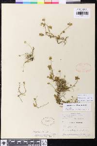 Trifolium macraei image