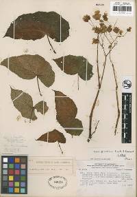 Image of Begonia piurensis