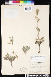 Phacelia mutabilis image