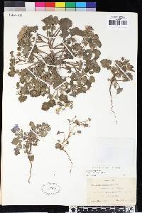Phacelia campanularia var. campanularia image