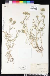 Phacelia distans image