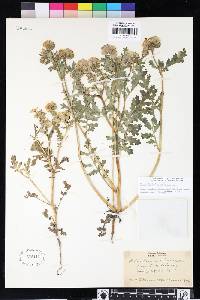 Phacelia ciliata image