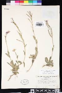 Arabis blepharophylla image