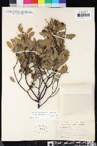 Arctostaphylos manzanita image