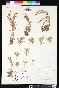 Phacelia quickii image