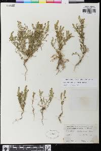 Lepidium strictum image