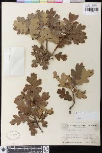 Quercus garryana image