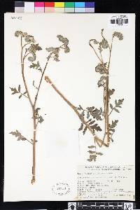 Phacelia cicutaria image