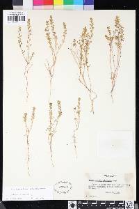 Lepidium acutidens image