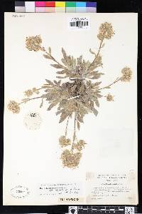 Phacelia hastata image