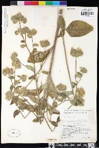 Phacelia nemoralis image