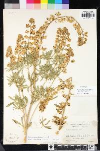 Lupinus angustiflorus image