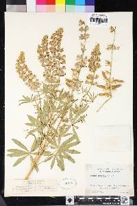 Lupinus arbustus image