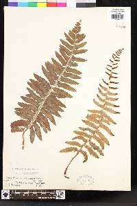 Polystichum acrostichoides image