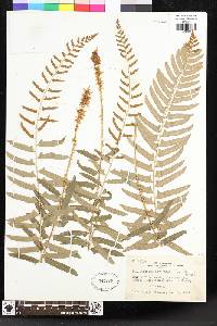 Polystichum acrostichoides image