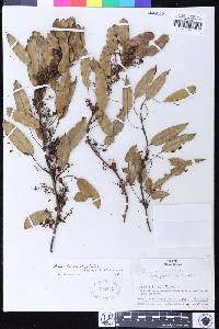 Image of Agarista eucalyptoides