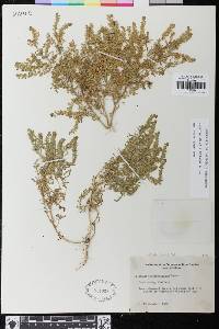 Lepidium strictum image