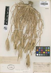 Hordeum murinum subsp. glaucum image