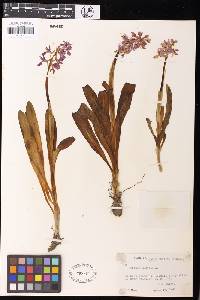 Orchis mascula image