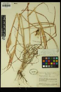 Bothriochloa barbinodis image