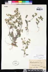 Phacelia rattanii image