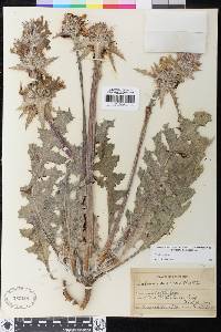 Salvia carduacea image