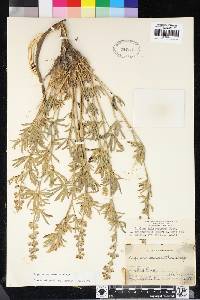 Lupinus argenteus var. meionanthus image