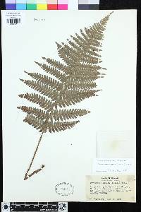 Dryopteris arguta image