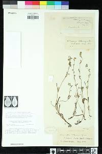 Plagiobothrys lithocaryus image