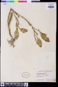 Dendrobium scopa image