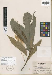 Image of Quercus benthamii
