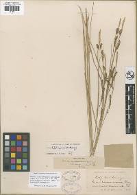 Carex nivalis image