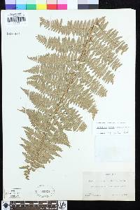 Dryopteris arguta image