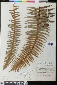 Polystichum munitum image