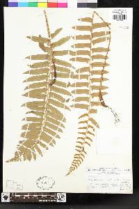 Polystichum acrostichoides image